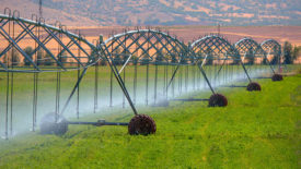 irrigation